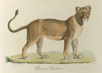 Barbary Lioness, from Histoire Naturelle des Mammifères