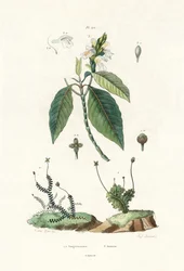 Liverwort