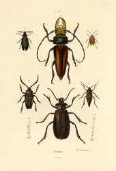 Long-horned Beetles
