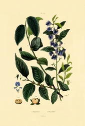 Lotus Plum