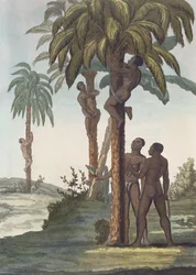 Men climbing trees for Shea butter, Senegal