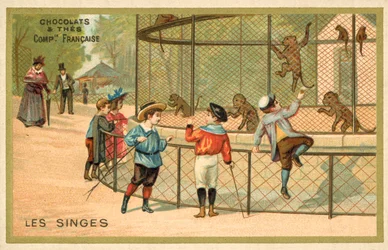 Monkeys