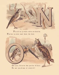 N: Nightingale, nuptial, owl, orthography