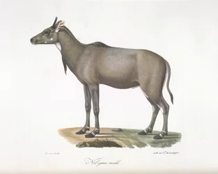 Nylgau antelope, from Histoire Naturelle des Mammifères