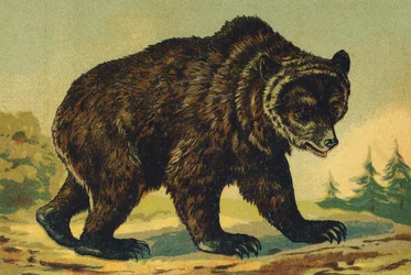 O as Bear