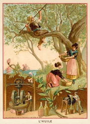 Olive Oil