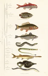 Orders of Fish