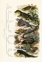 Orders of Reptiles