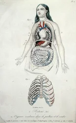 Organs in the chest and stomach, from 