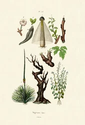 Plants
