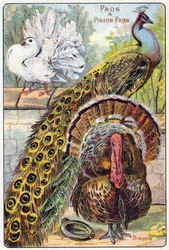 Plate 1: Peacock and Peacock Pigeon, Turkey. Engraving in "Syllabary Alphabet of Birds and Reptiles". Serie A. Pellerin et Cie, printers-publishers, Epinal, late 19th century.