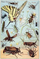 Plate 2: Ear-piercing, Gupe, Blue Meat Fly, Flambe, Gardener, Centipedes, Firefly, Rose Channeton, Gloss worm, Fly, Field Cricket, Chablets
