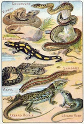 Plate 4: Snake, Viper, Salamander, Aspic, Leech, Ocellated Lizard, Green Lizard