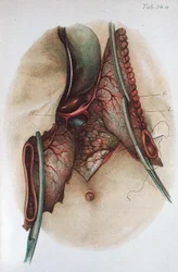 Plate from 
