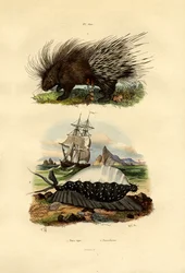 Porcupine