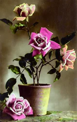 Potted Rose Bush