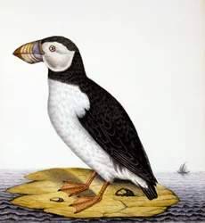 Puffin, marmon fratercula, c.1840