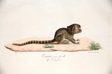 Pygmy Marmoset, from Histoire Naturelle des Mammifères, with original figures, by Étienne Geoffroy Saint-Hilaire & Frédéric Cuvier, 1824-42