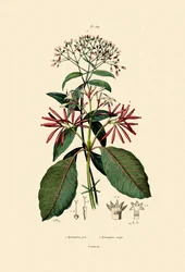 Quinine Barks