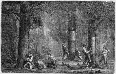 Recollection of the Bark of Cork Oak. Engraving in 