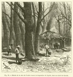 Harvesting Maple Sap and Evaporating the Liquid in a Canadian Forest (engraving)