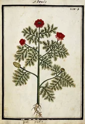 Red Adonis, c.1700