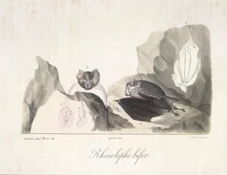 Vampire bats, from Histoire Naturelle des Mammifères