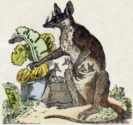 Sarigue (Possum)