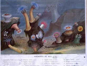 Sea Anemones, from a Book Published by Hachette