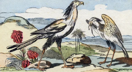 Secretary Bird (Engraving in "Buffon Alphabet des Oiseaux n 2")