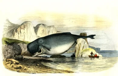 Sperm whale (Physeter macrocephalus) - Plate extracted from Natural History by Bernard Germain de Lacepede, edition P. Furme, Paris