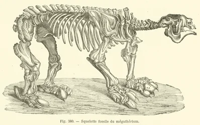 Fossil Skeleton of the Megatherium