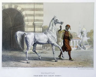 Arab Stallion, Bairaktar