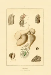Stomach