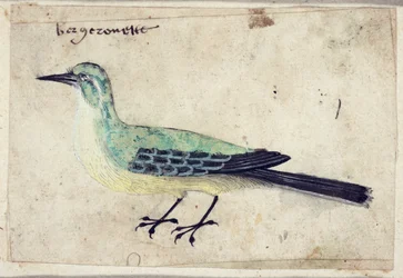 Study of a Bird, c.1620