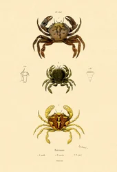 Swimming Crabs