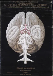 The Brain, from Planches Murales d