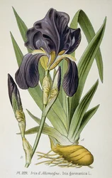 The German Iris Flower