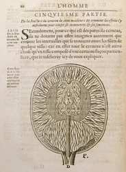 The Structure of the Brain, from De Homine Figuris by Rene Descartes