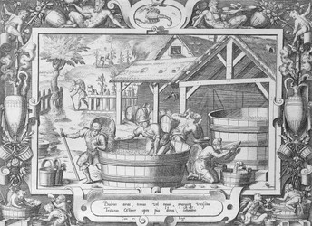 The Wine Harvest