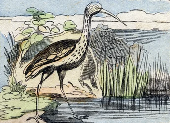 The Curlew (Engraving in "Buffon Alphabet des Oiseaux n 2")
