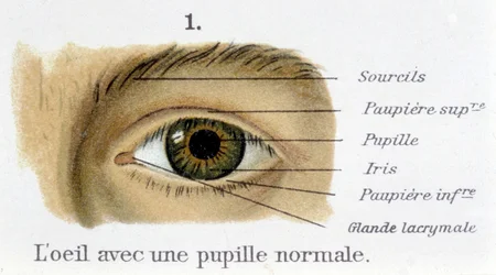 The eye with a normal pupil (detail)