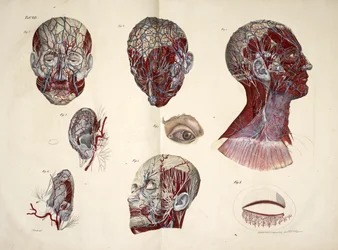 The head, Eye, Neck and Ear Tissues, 