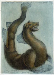The marine camel. Illustration by M. Toussaint (1756) in 