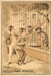 The monkeys