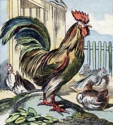 The Rooster (Engraving in "Buffon Alphabet des Oiseaux n 2")