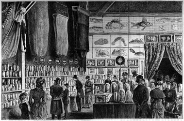 The zoological exhibition at the Natural History Museum in Paris, collections gathered during the scientific expeditions of the Worker and Talisman ships