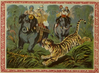 Tiger hunt