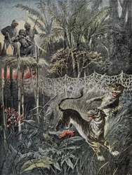 Tiger hunting in the jungles in India: the fenders are behind the net and the hunters are in safety on the belvedere. Engraving in Le Pelerin, on the 05/02/1899. Selva Coll.