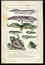 Transition of Fish into Amphibians, from a Book by Dr. Rengade